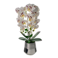 Orquídea blanca en base plata