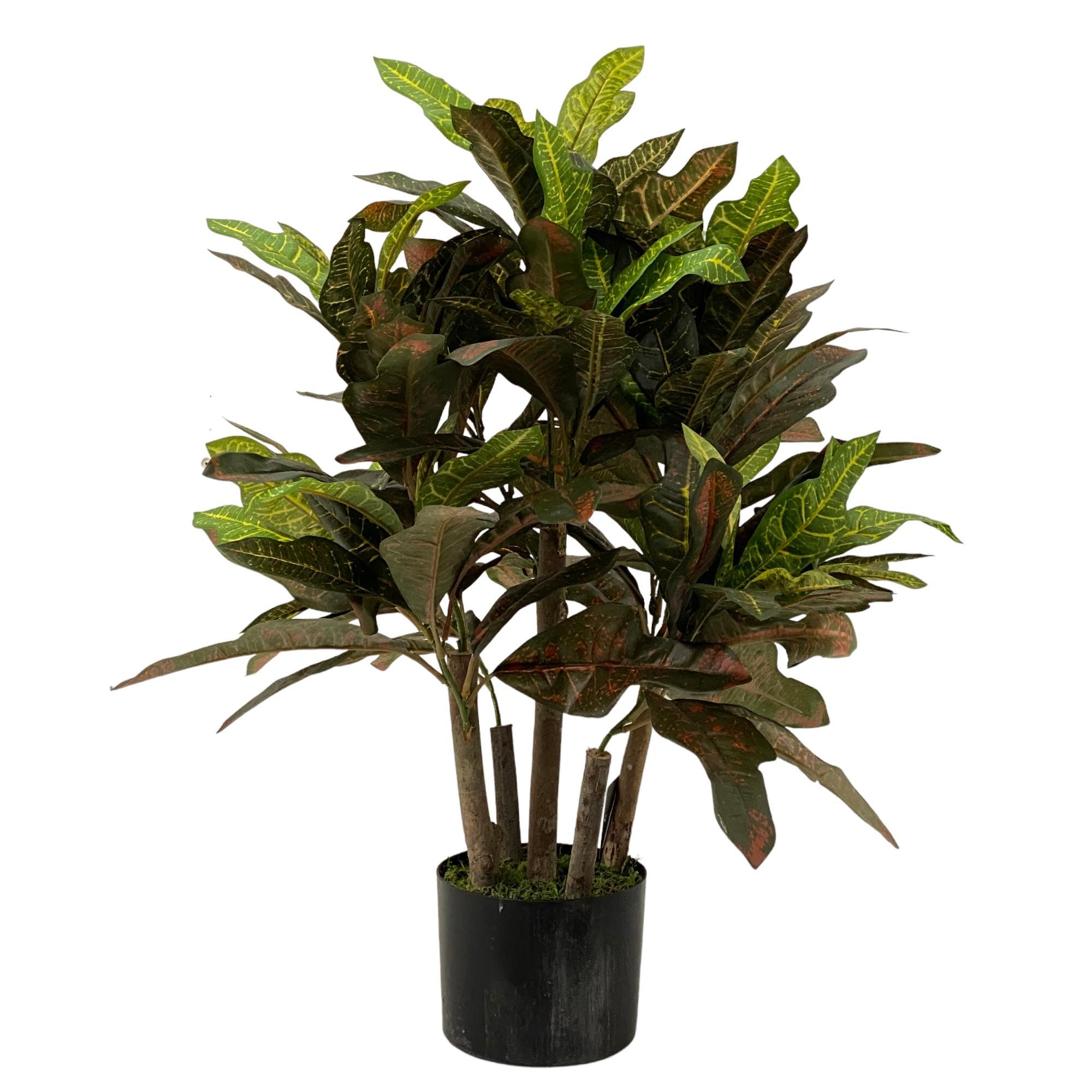Planta tropical verde
