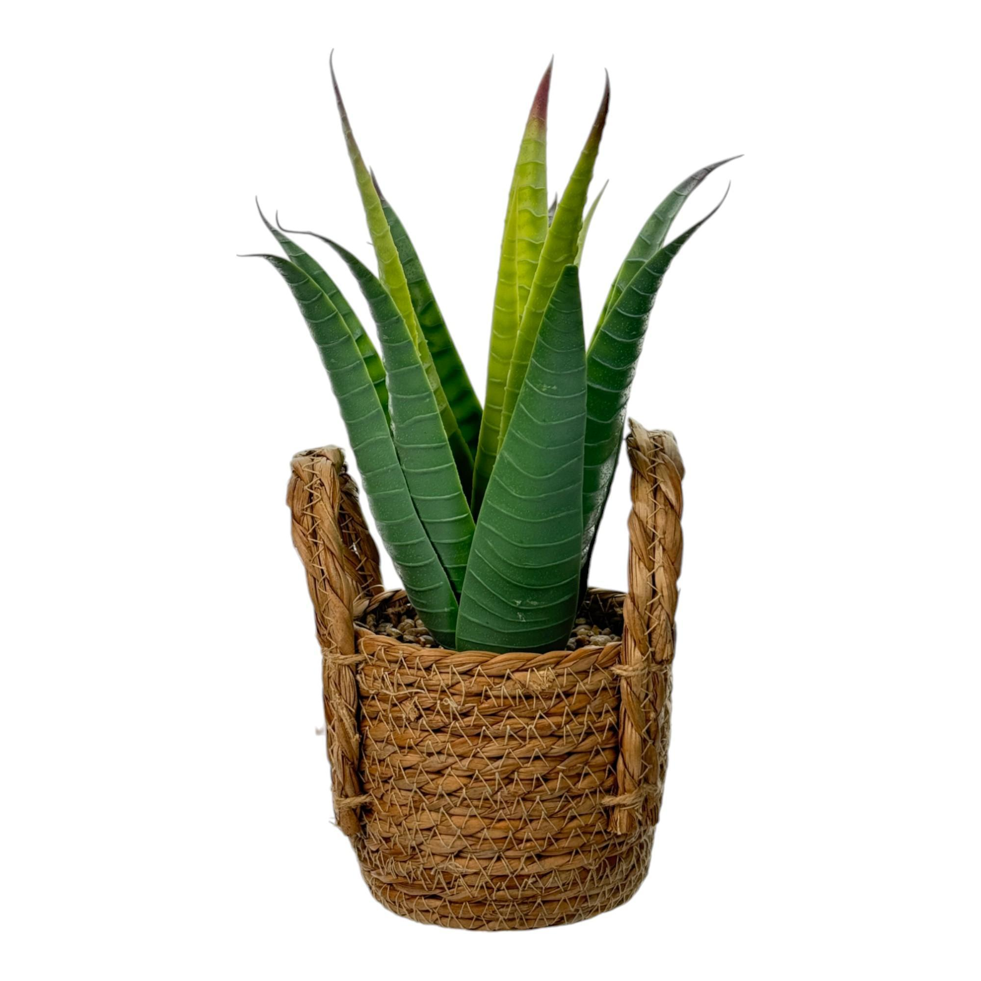 Planta suculenta en maceta yute