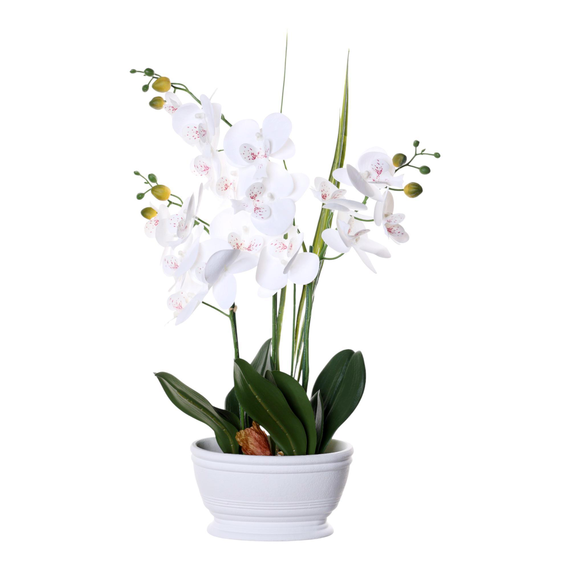 Orquídea blanca en maceta redonda